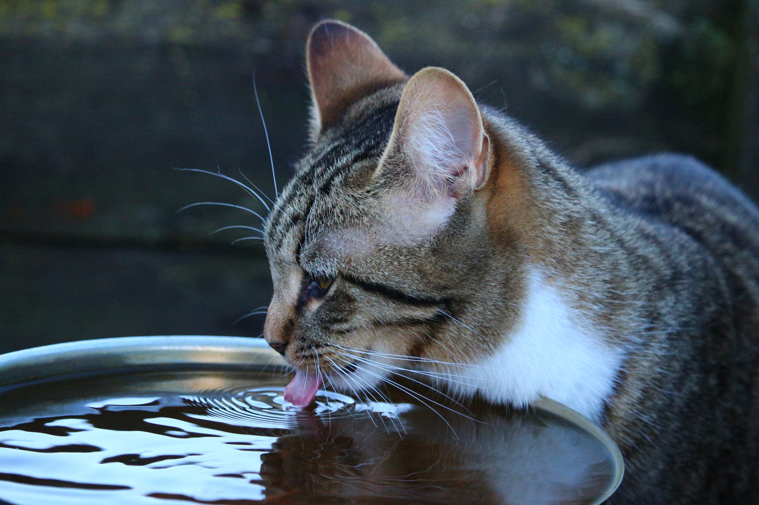 Kitten Drinking Water